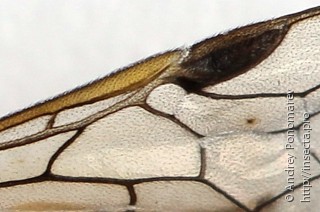 Pristiphora pallidiventris