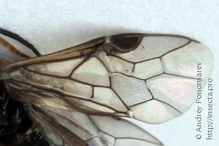 Cladius pectinicornis