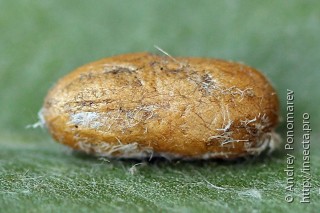 Neodiprion sertifer
