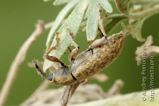 Lepidonotaris petax