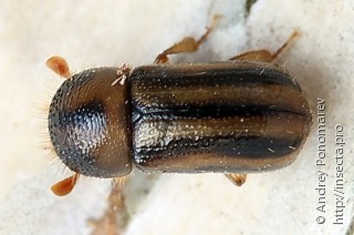 Trypodendron