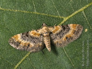 Eupithecia linariata
