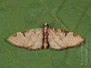 Eupithecia insigniata