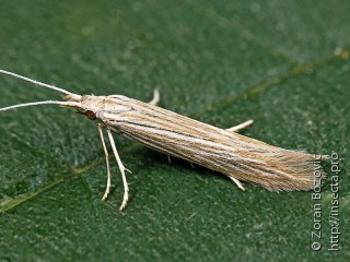 Coleophoridae