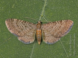 Eupithecia haworthiata