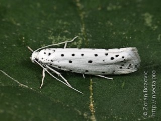 Yponomeutidae