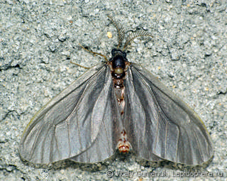 Phalacropterygini