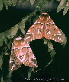 Endromis versicolora