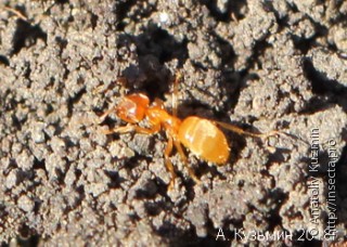Желтый земляной муравей (Lasius flavus)