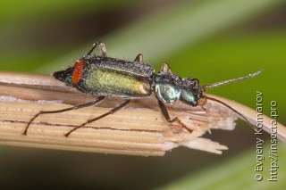 Cordylepherus viridis