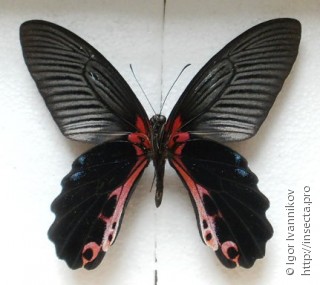 Papilio alcmenor