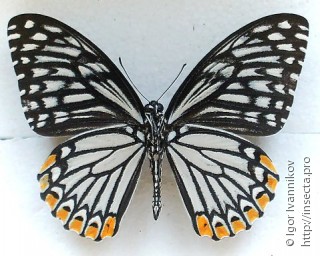 Papilio clytia