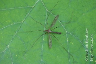 Самец  Tipula fulvipennis