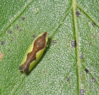 Имаго  Platymetopius undatus