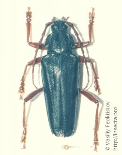 Самец  Elateropsis lineatus