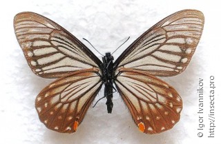 Papilio epycides