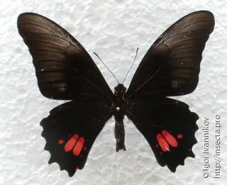 Papilio anchisiades