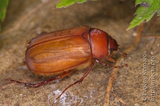 Hilyotrogus bicoloreus