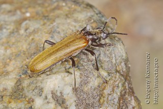 Xanthochroa luteipennis
