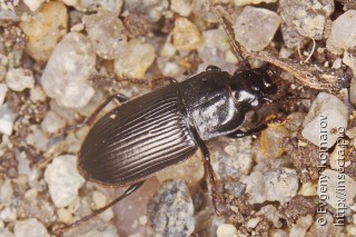 Anisodactylus signatus