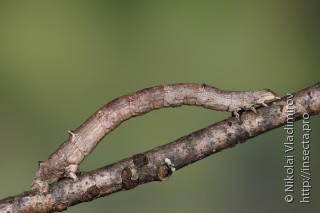 Angerona prunaria