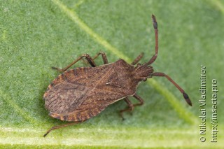 Ulmicola spinipes
