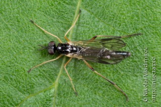 Xylophagus ater