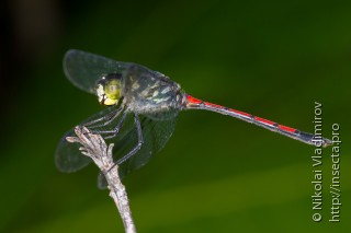 Самец  Agrionoptera insignis