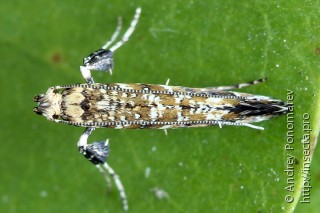 Имаго  (Gracillaria syringella)
