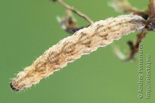 Eupithecia denotata