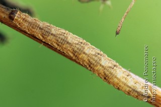 Eupithecia denotata