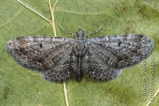 Имаго  Eupithecia denotata