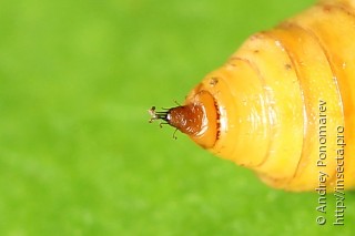 Eupithecia intricata