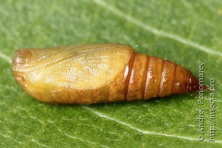 Eupithecia millefoliata