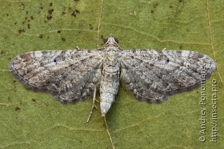 Имаго  Eupithecia millefoliata
