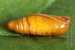 Eupithecia plumbeolata