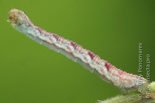 Eupithecia satyrata