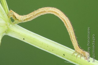 Eupithecia subumbrata