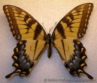 Самка  Papilio glaucus