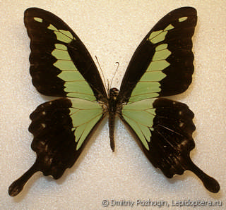 Самец  Papilio phorcas