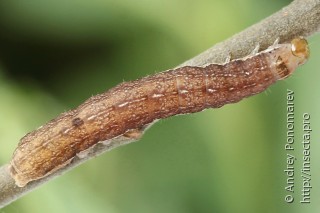 Agrochola lota