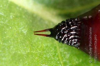 Ammoconia caecimacula