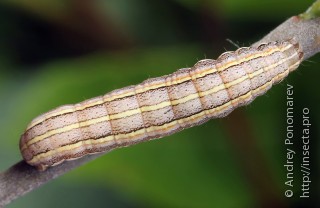 Coenophila subrosea