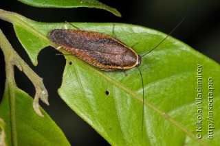 Blattodea