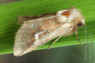 Phragmatiphila nexa