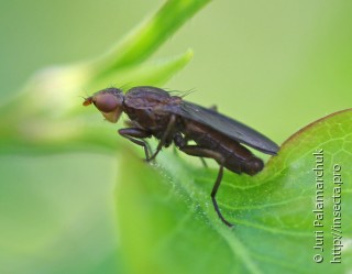 Имаго  Pelidnoptera nigripennis