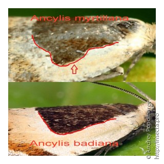 Имаго  Ancylis myrtillana