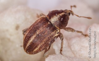 Tychius albolineatus
