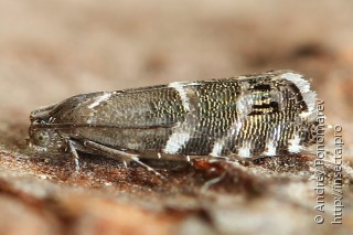 Cydia cosmophorana