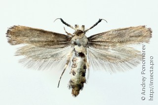 Ochsenheimeria taurella